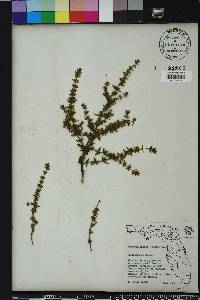 Sophronanthe pilosa image