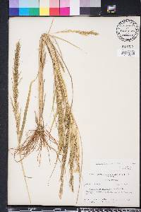 Eragrostis japonica image