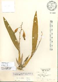 Prosthechea cochleata image