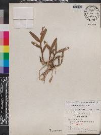 Epidendrum rigidum image