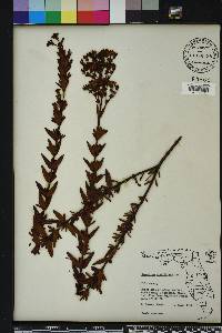 Hypericum cistifolium image