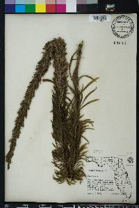 Liatris chapmanii image