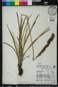 Liatris laevigata image