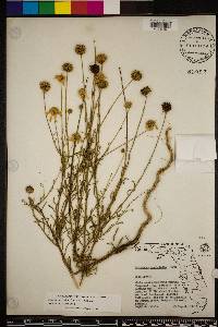 Balduina angustifolia image