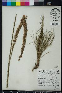 Liatris tenuifolia image