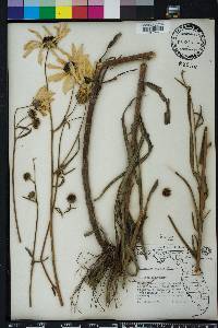 Helianthus angustifolius image