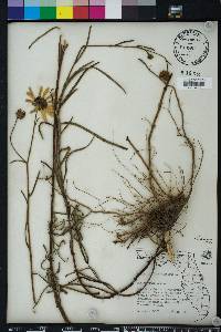 Helianthus angustifolius image