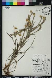 Pityopsis graminifolia image