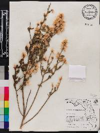 Baccharis glomeruliflora image