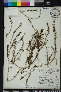 Ludwigia microcarpa image