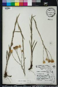 Pityopsis graminifolia image