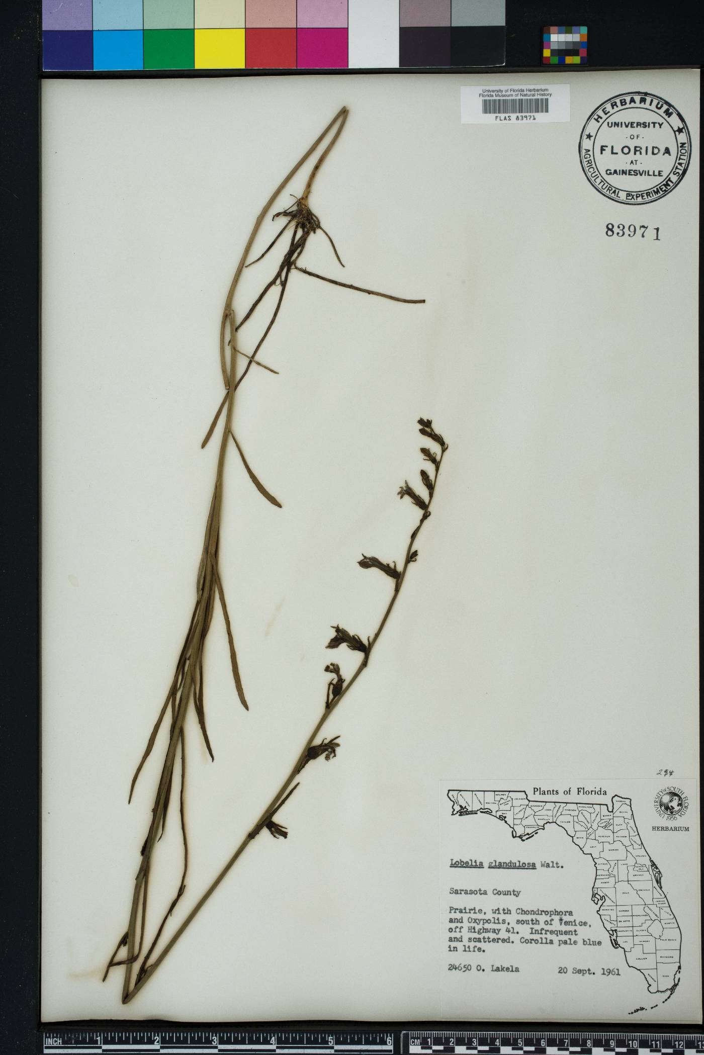 Lobelia glandulosa image