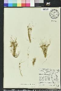 Bulbostylis stenophylla image