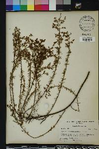 Hypericum brachyphyllum image