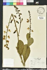 Crotalaria spectabilis image