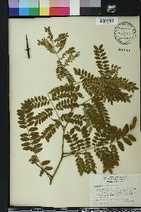 Gleditsia aquatica image