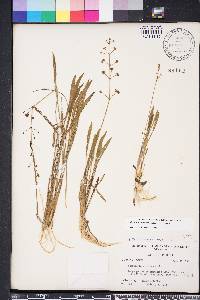 Sagittaria graminea image