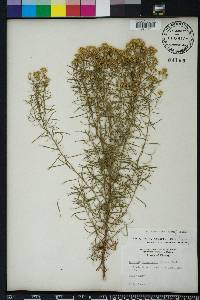 Euthamia caroliniana image