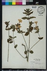 Ruellia caroliniensis image