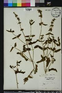 Stachys floridana image