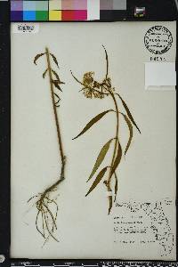 Asclepias perennis image