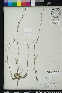 Wahlenbergia marginata image