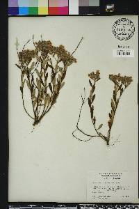 Crocanthemum corymbosum image