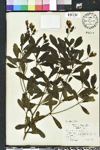 Baptisia lanceolata image