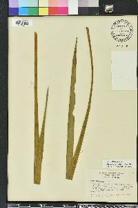 Yucca filamentosa image