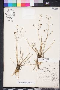 Sagittaria isoetiformis image