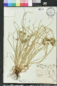 Cyperus croceus image