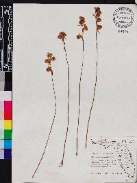 Utricularia cornuta image