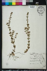 Sophronanthe pilosa image