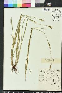 Scleria reticularis image