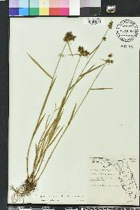 Fuirena breviseta image