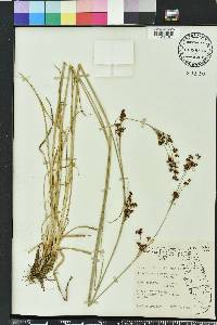 Rhynchospora microcarpa image