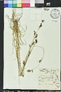 Rhynchospora microcarpa image