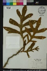 Stenocarpus sinuatus image