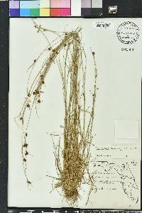 Rhynchospora fascicularis image
