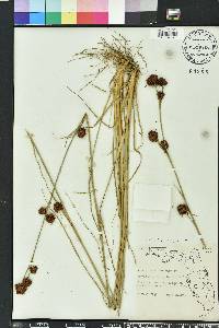 Rhynchospora cephalantha image