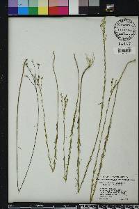 Linum floridanum image