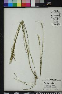 Linum floridanum image