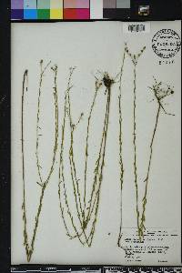 Linum floridanum image