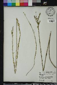 Linum floridanum image