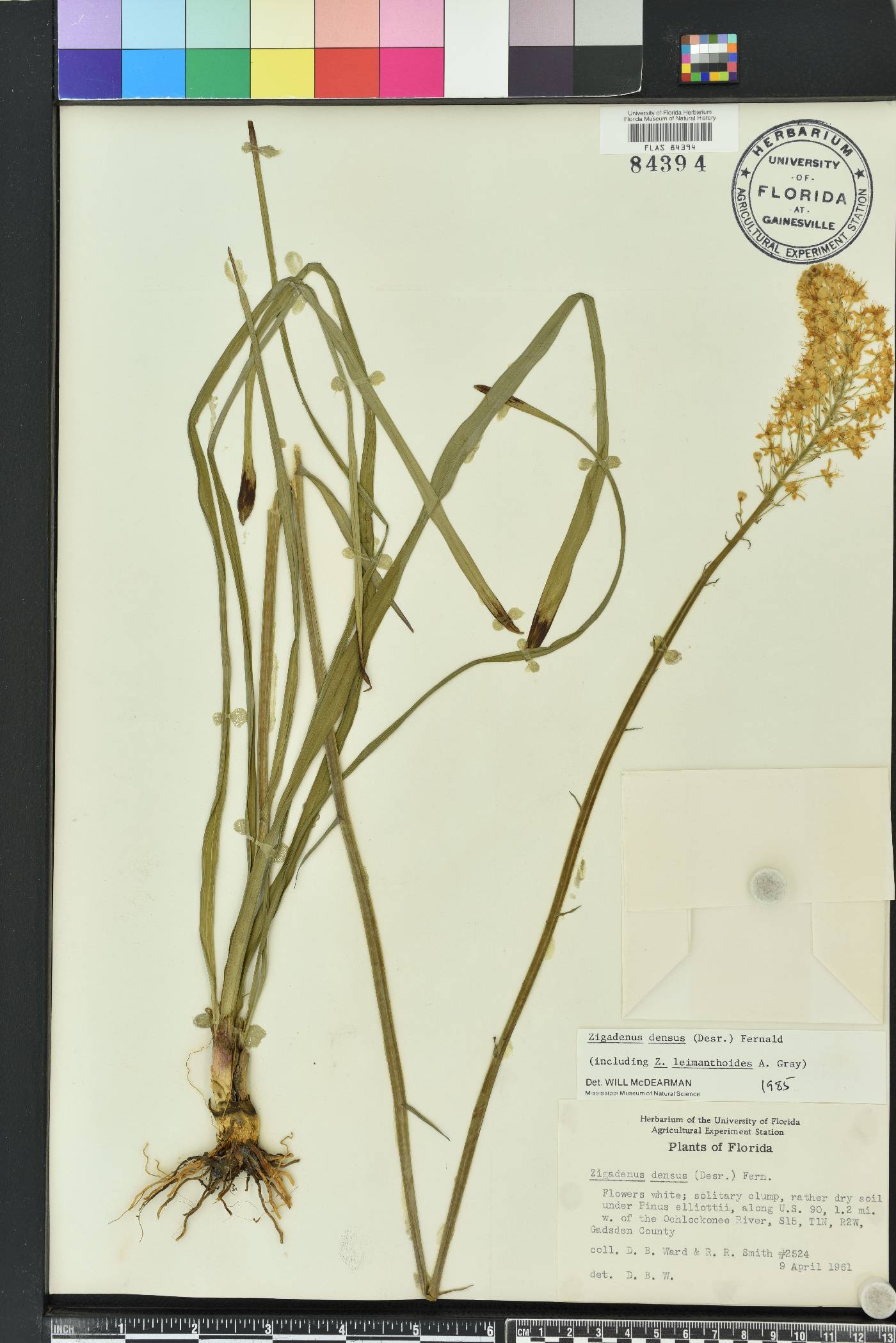 Stenanthium densum image