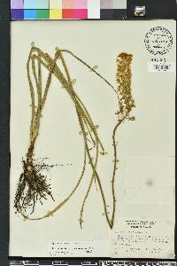 Stenanthium densum image