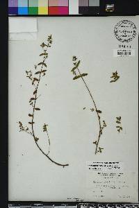 Chamaesyce hyssopifolia image