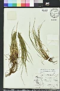 Carex oligocarpa image