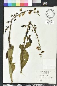 Crotalaria spectabilis image