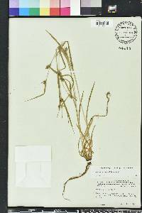 Carex grisea image